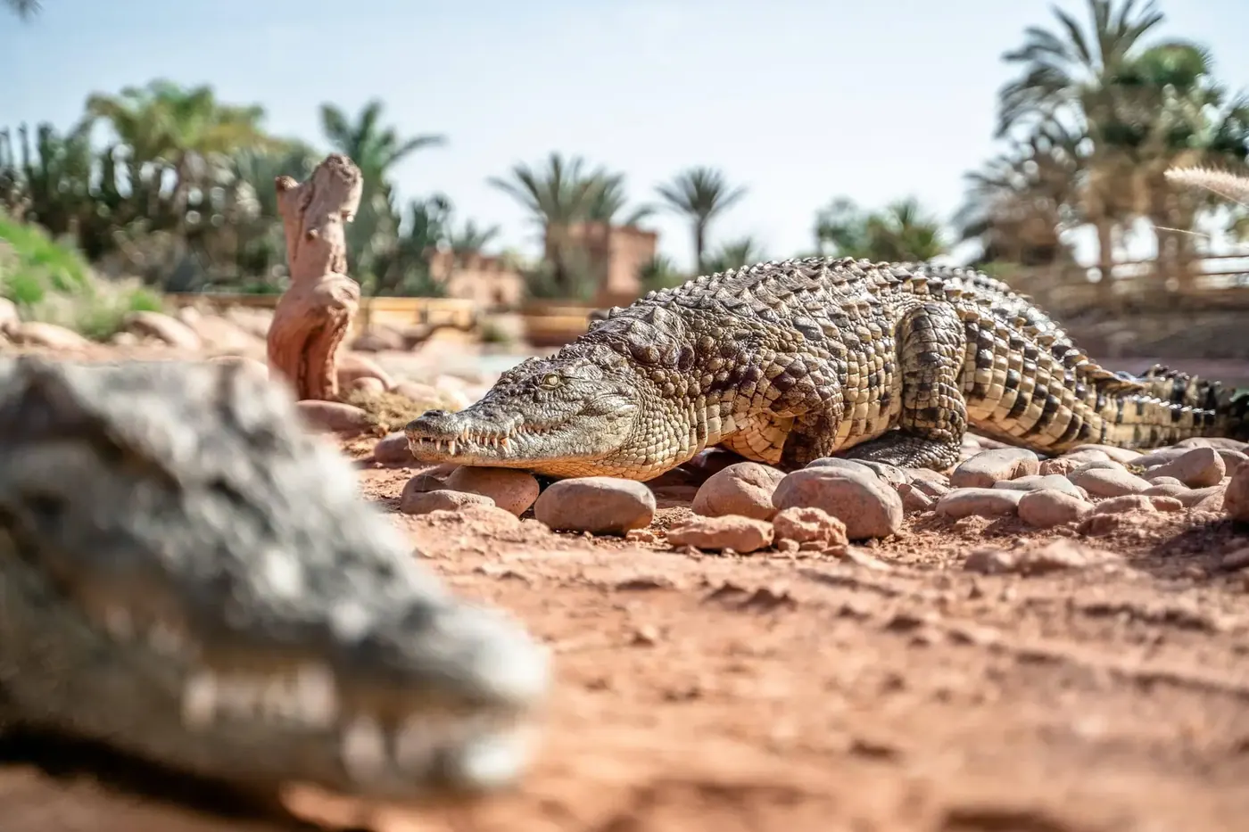 Crocopark אגאדיר